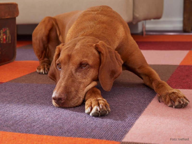 Der rotbraunem Hund genießt den behaglichen Teppichboden 