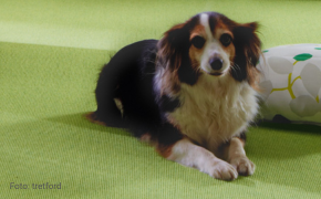 Hunde fühlen sich wohl auf ökologischem Teppichboden Hund fühlt sich wohl auf grünem Teppichboden von tretford