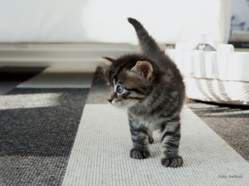 Junge getiegerte Katze auf tretford-Teppichfliesen in Grautönen