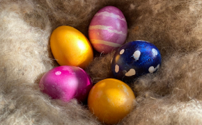 Mit Naturfarben gefärbte Ostereier in einem Schafwoll-Nest